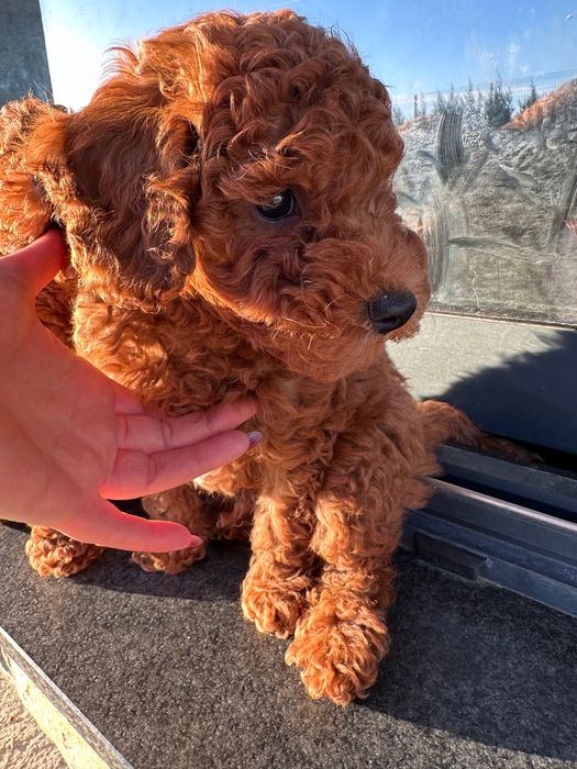 Мини пудел мъжко червен