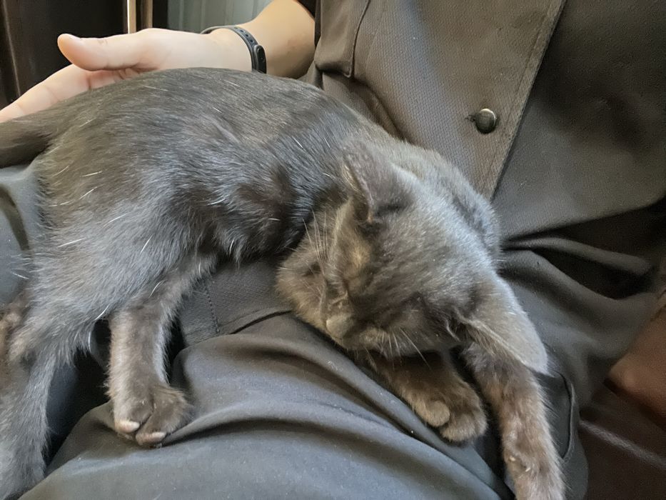 Отдам ИСКЛЮЧИТЕЛЬНО в добрые руки КОШЕЧКУ (девочка)