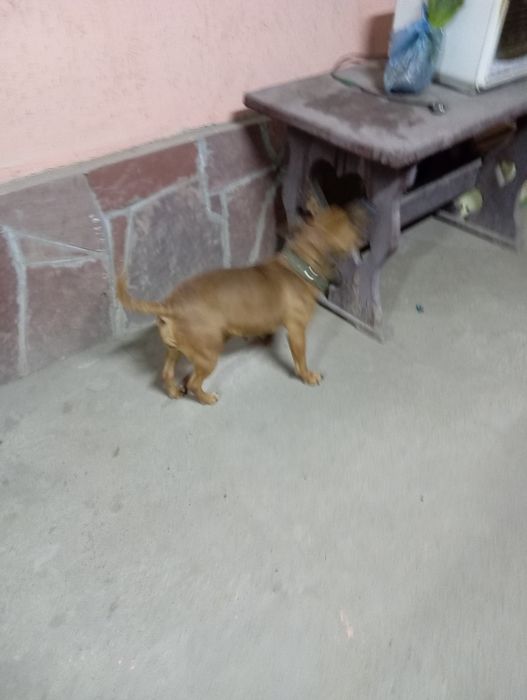 Питбуль девочка продается