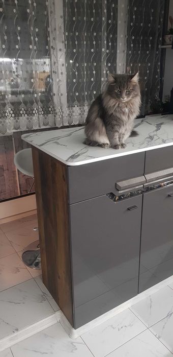 Подарявам котки за осиновяване