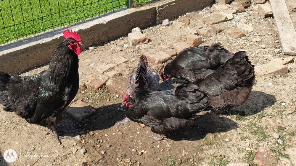 cocoș australop si 15 oua australop
