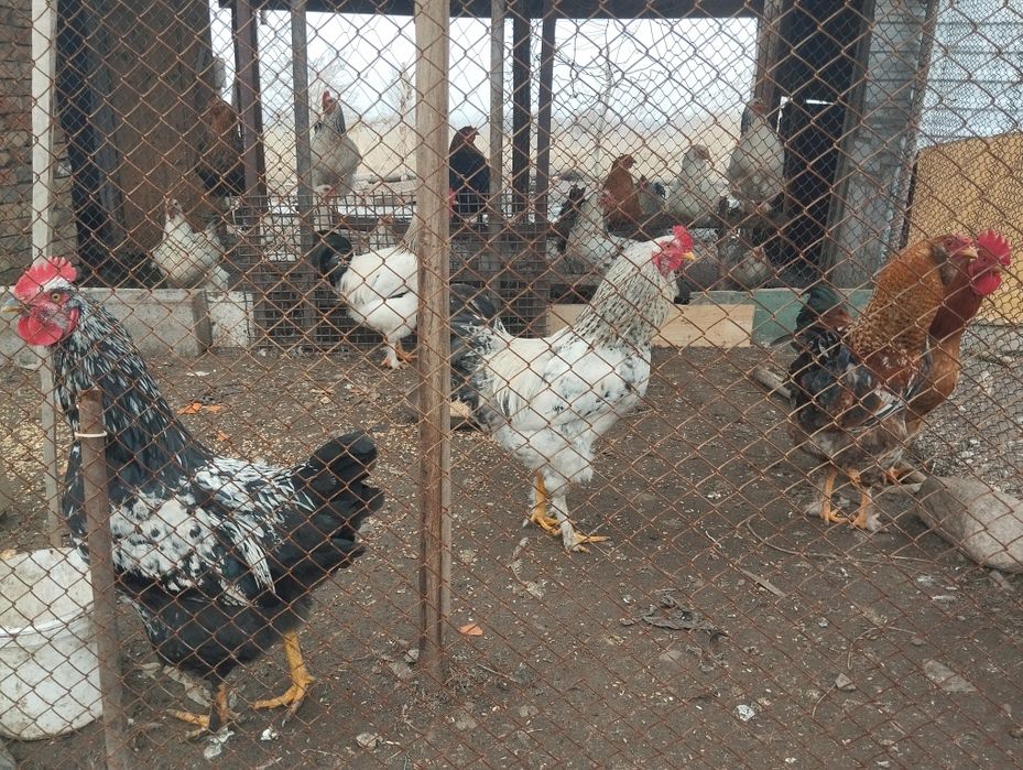 Продам петухов разные