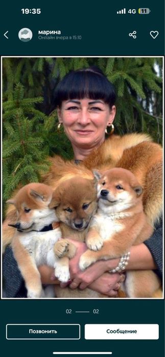 Щенки японской сибы