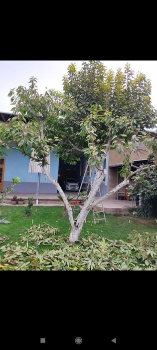 Sadovnik bogʻbon xizmati