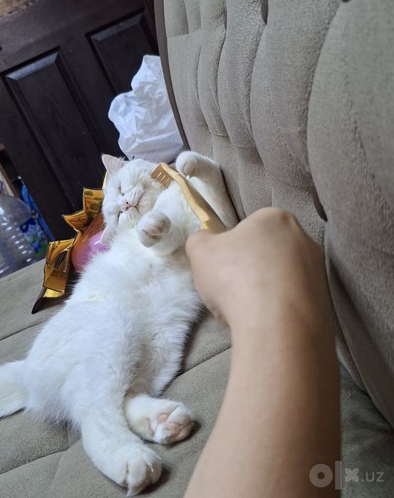 Кошка продается скотиш фолд