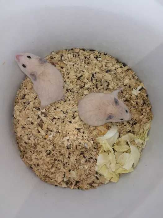 Сирийские хомяки