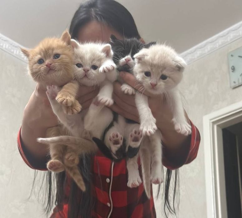 Мушукчалар сотилади