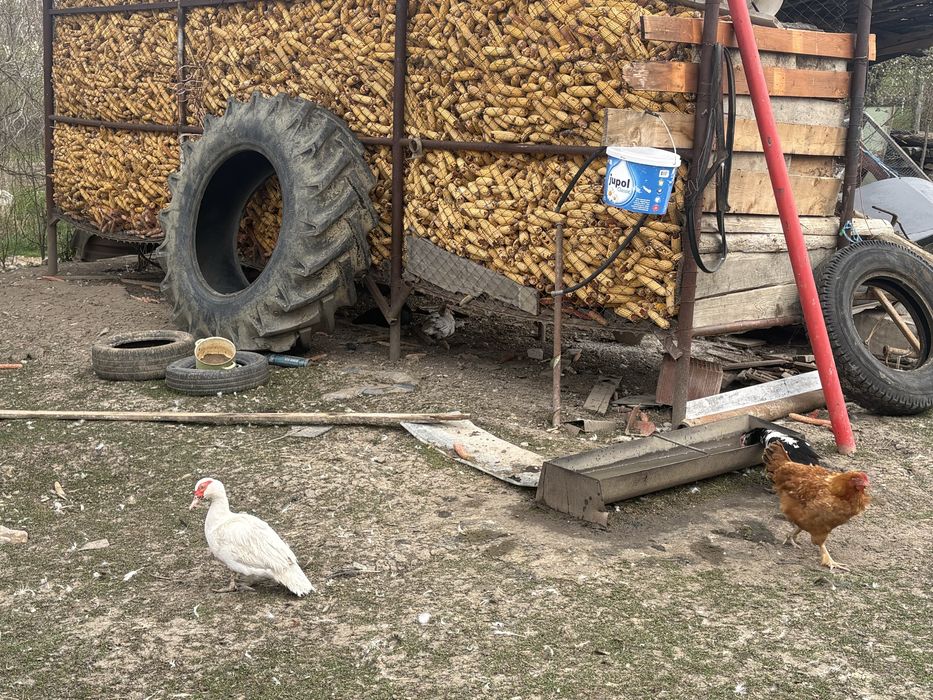 Rate mute de canzare