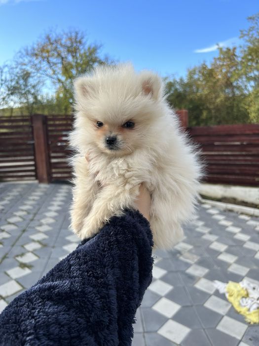 Fetita Pomeranian