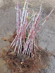 Vindem Butași zmeură și mure