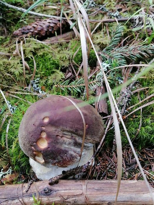 Първокачествена суха  борова манатарка!