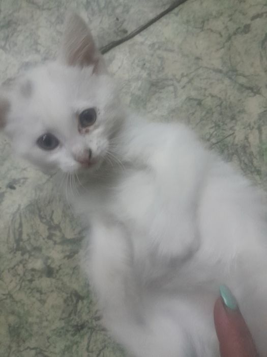 Котята)милые..шустрые