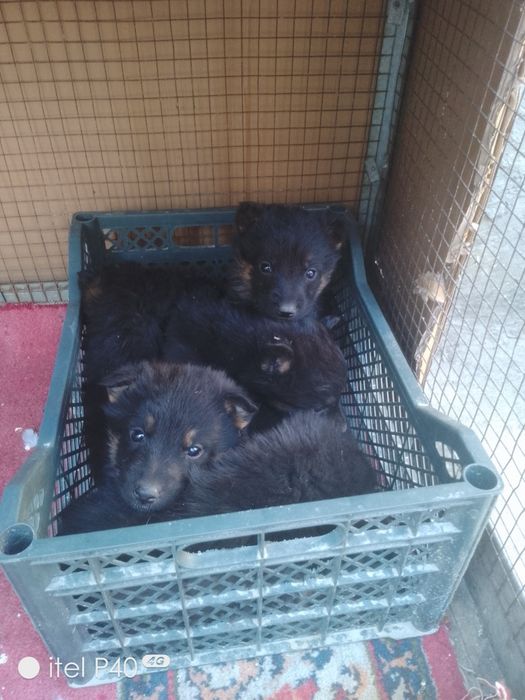 Готовы щенки на продажу срочно