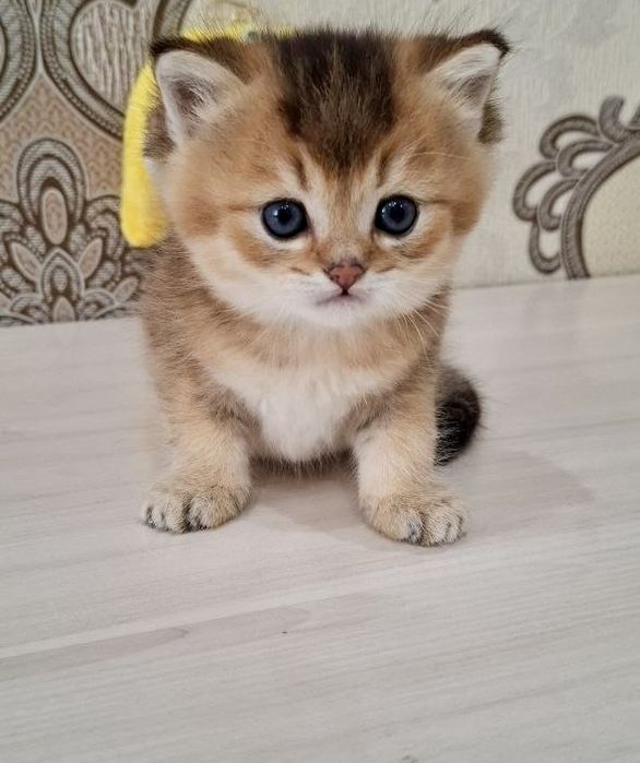 Британские котята золотые шиншиллы