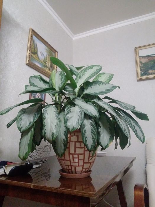 Красивый цветок Агланема