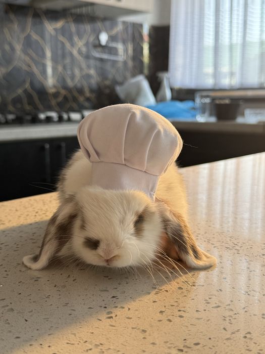 QUYON KARLIK . Кролик Карликовый