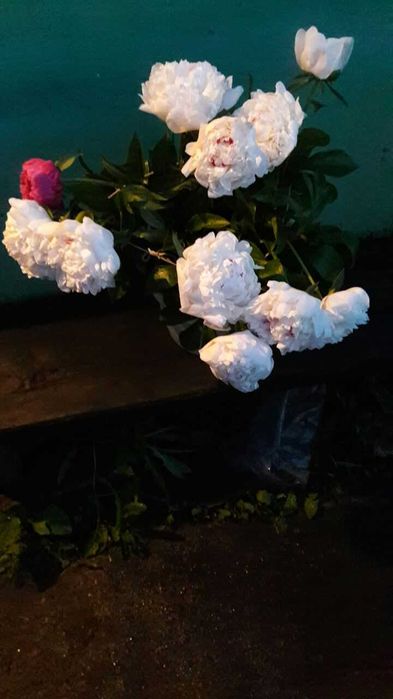 ПИОНЫ. Букет.Цветы.