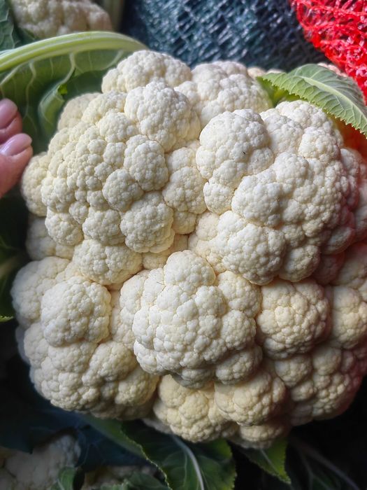 VAND CONOPIDĂ PROASPĂTĂ -  Căpățâni mari, albe ca laptele, dese și sănătoase - ca în poze! Ideală pentru murături, mâncare, pane sau la cuptor