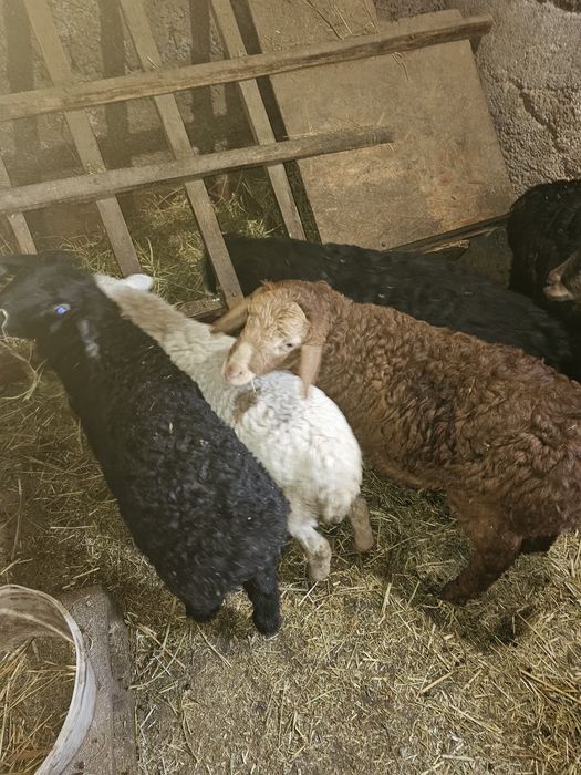 Продам ягнят гисаров