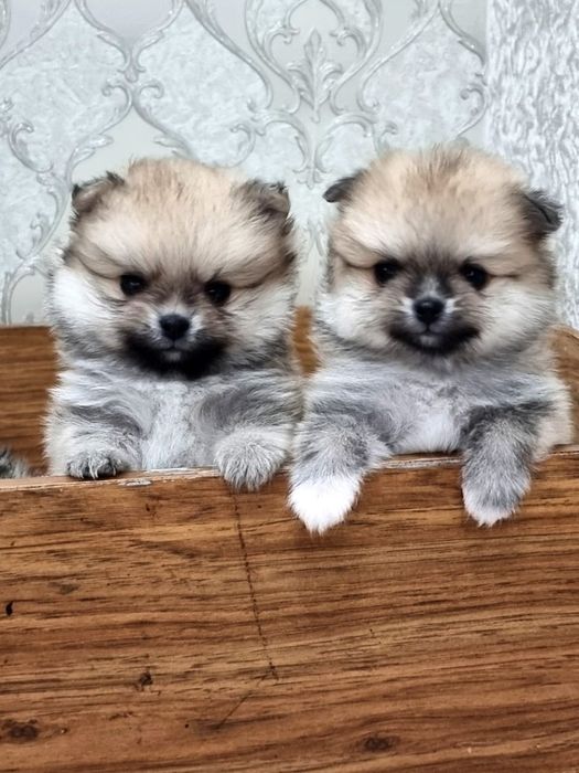 Продам щенков шпица