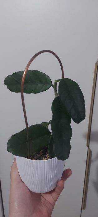 Распродаю коллекцию хоий