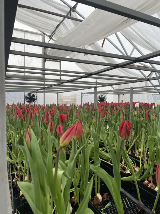 Тюльпаны оптом и в розницу