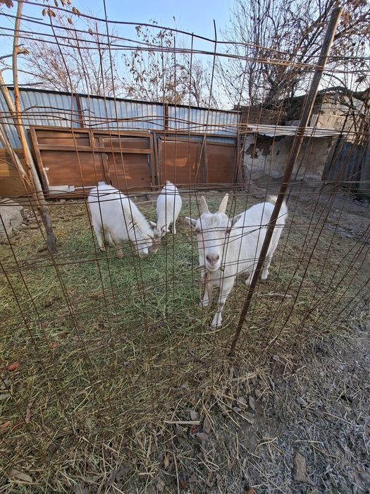 Козел Орыс Ешкі бар