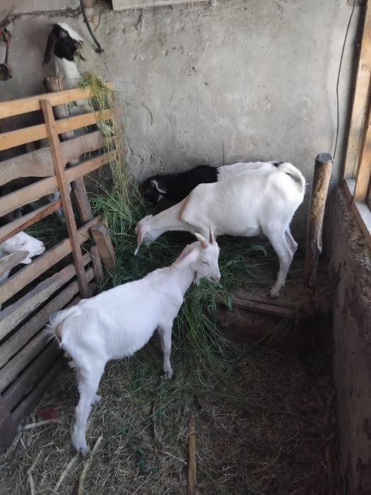 Vand iezi si ieduțe