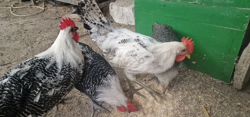 Vand cocoși Playmount și Brakel