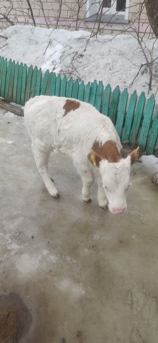 Теленок два месяца