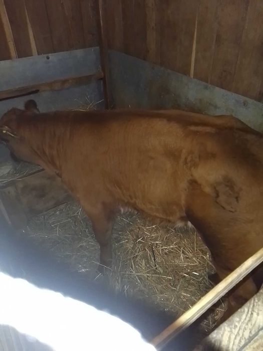 Vacă de vînzare cu vitel