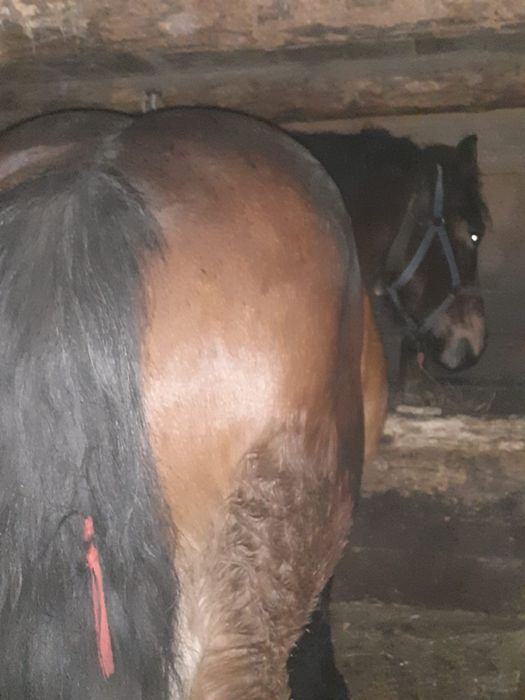 Vând mânz de 3 ani jumătate