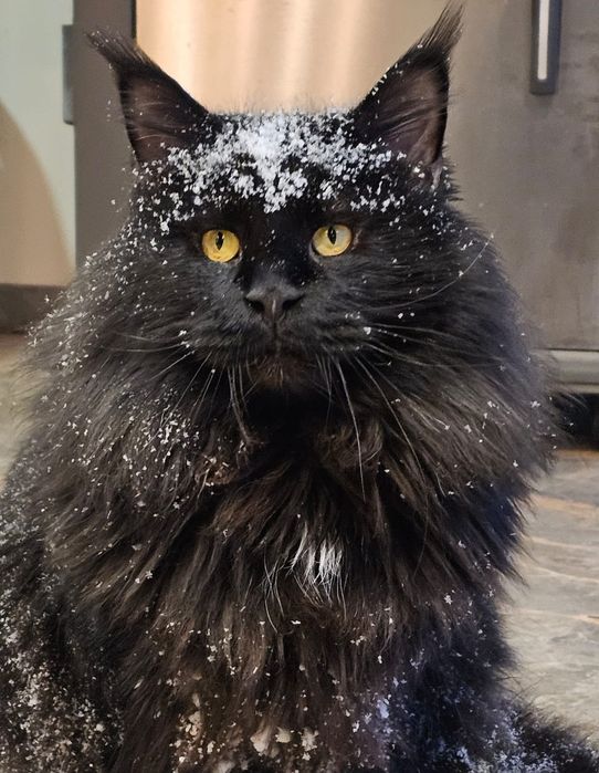 Огромные котята Мейн-кун в Рассрочку до 2 лет!