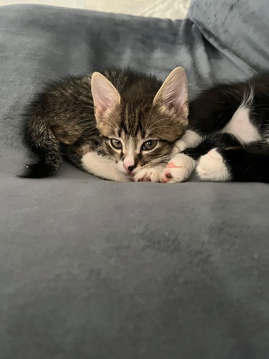 Отдам котят в хорошие руки