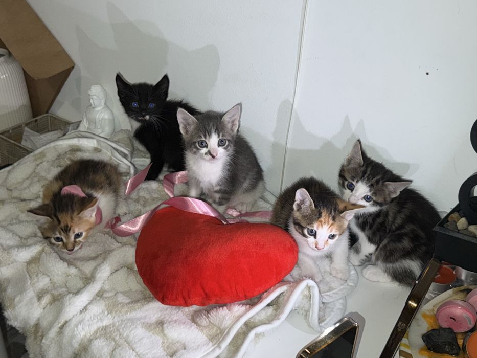 Am 5 puiuți pentru adopție!