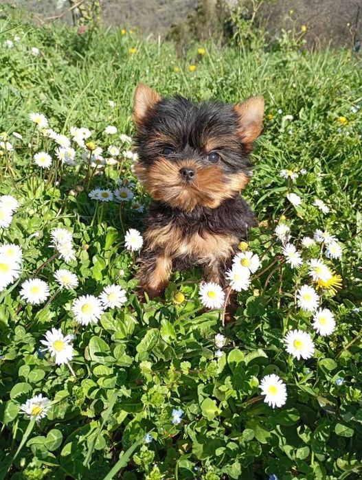 Yorkie Mini Toy / Yorkshire Terrier Mini / Tea Cup de vanzare-1.8 kg la maturitate