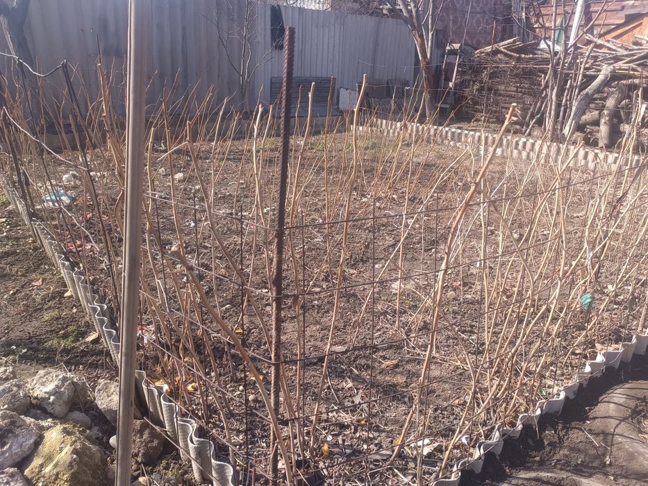 Продам саженцы малины