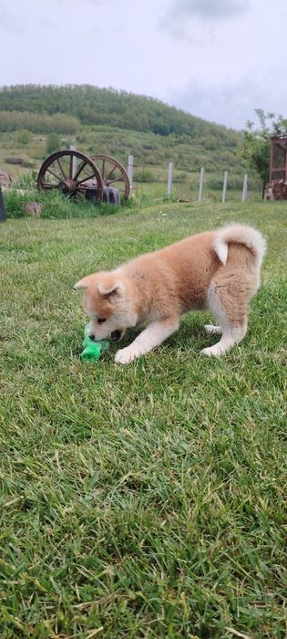 Femela Akita Inu
