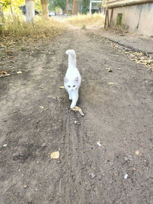 Кошечки в добрые руки