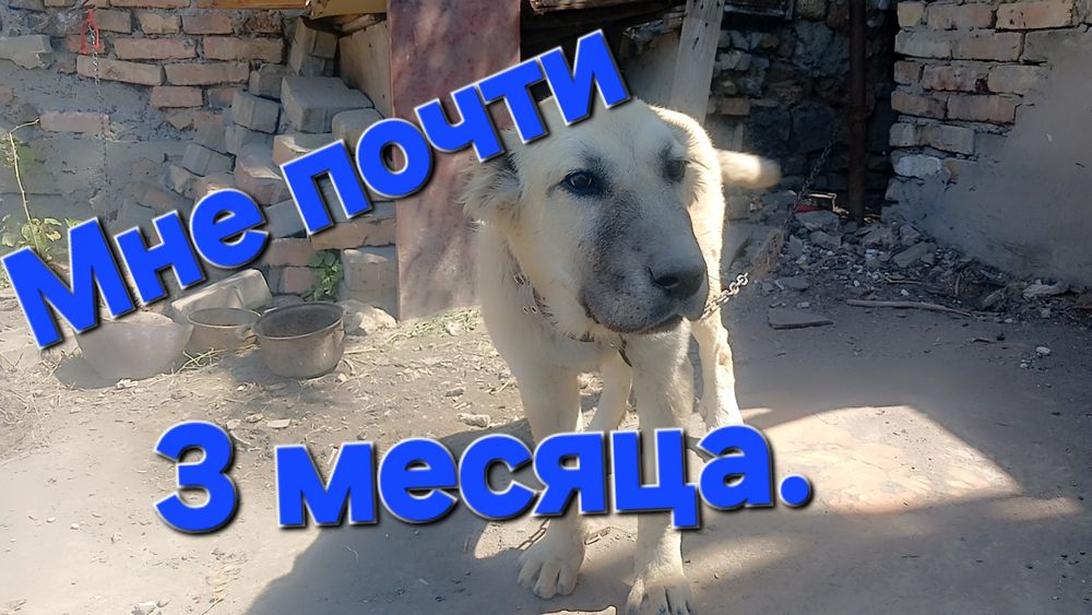 Животное. Щенок. Алабай.