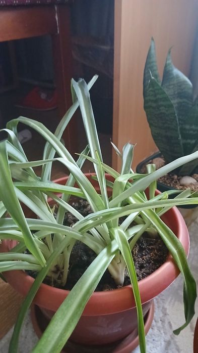 Цветы в горшках почти даром.