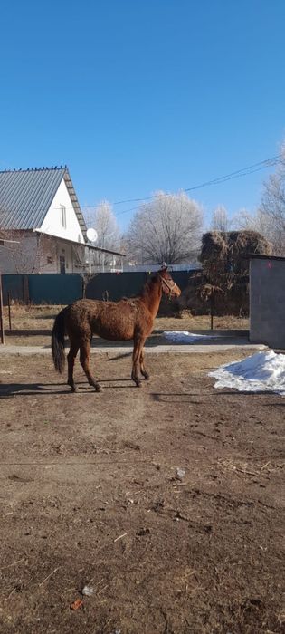 Ұзынағаш жаңақұрлыс