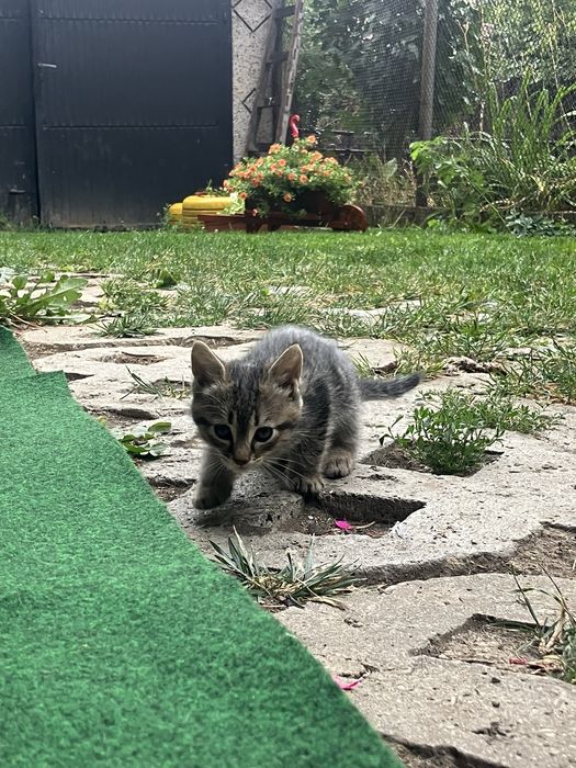 ПОДАРЯВАМ 3 мъжки котета