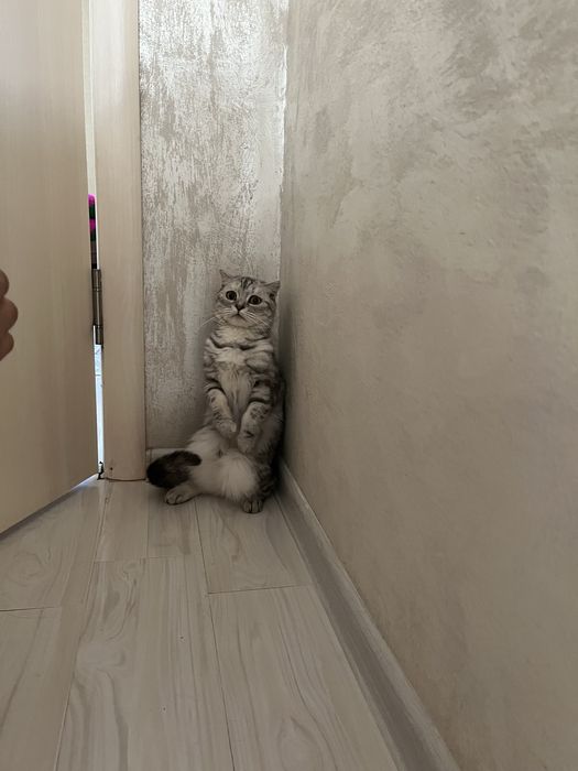 Отдаем вислоухую кошку в добрые руки