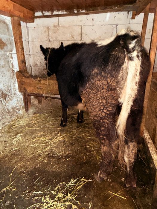 Vand vitea metis angus