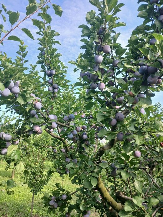 Prune de vanzare