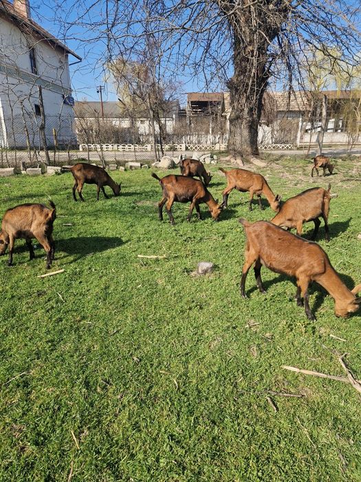 Vând  capre alpine franceze sau schimb pe vitei