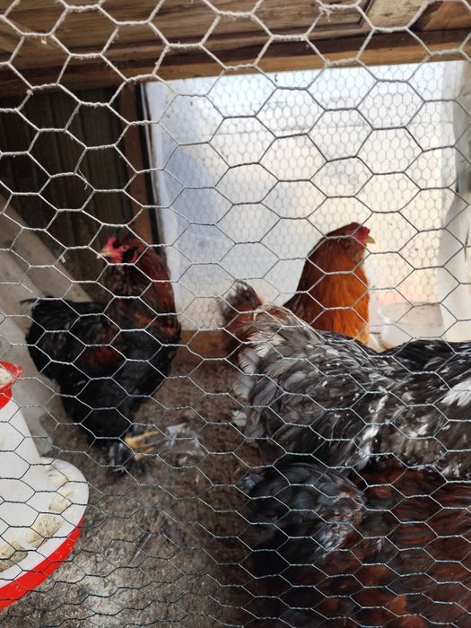 Cocoși moțați de vânzare