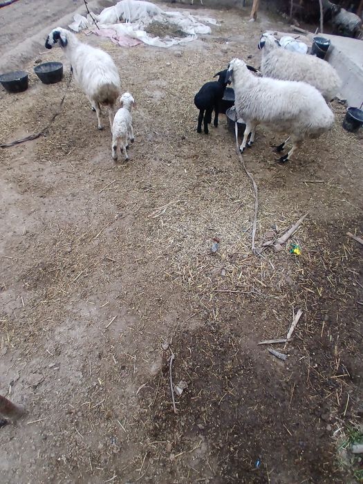 Qazoqi ona bola sotiladi.