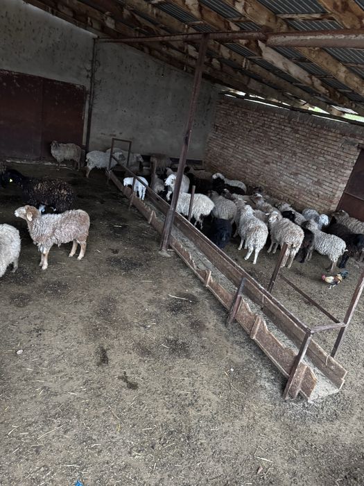 Продам тохтушек и